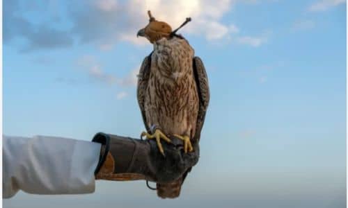 foto di un falco sul guanto del falconiere con cappuccio