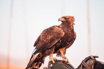 foto di un Aquila delle steppe indiana