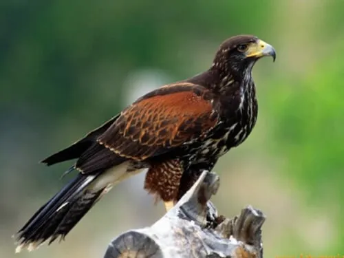 Un falco di Harris in volo, usato come esempio di un rapace addestrato per la caccia