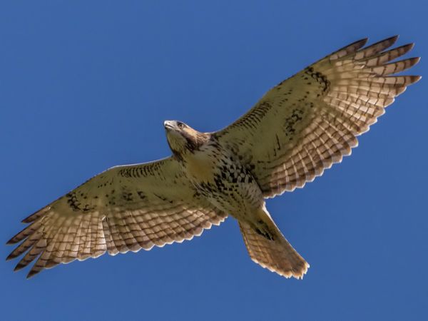 Falconeria professionale
