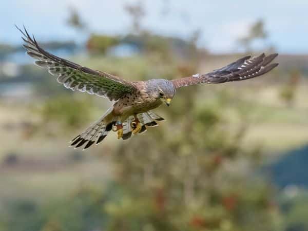 Falco durante l'allontanamento volatili