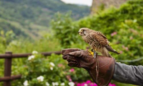Foto di un falco posato sul guanto del falconiere con la ricompensa in bocca