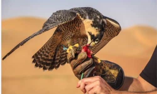 foto di un falco sul guanto del falconiere mentre mangia la ricompensa