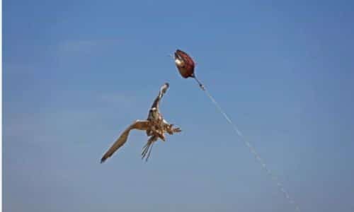 immagine di aquilone per la falconeria con il rapace che gli vola intorno