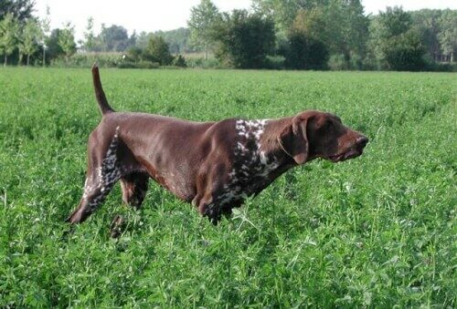 foto di un cane da caccia intento ad annusare le tracce della preda in un campo di erba
