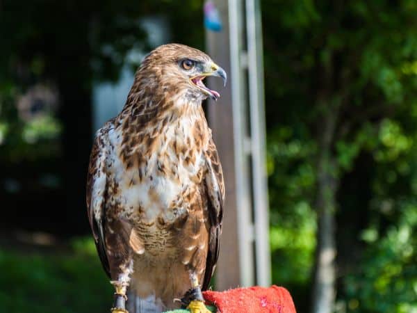 falconieri allontanamento volatili