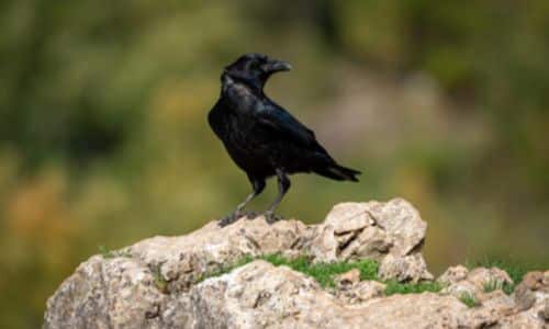 foto in primo piano di un corvo malato su una roccia