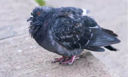 Foto in primo piano di un piccione visibilmente malato con le penne arruffate