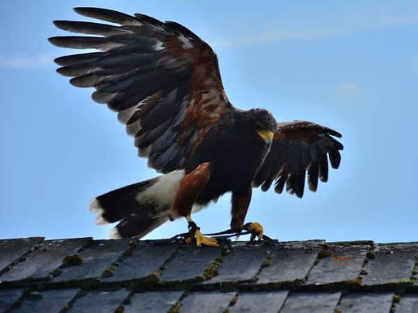 Falco sul tetto di una casa